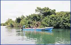  ?? ?? Marine faunal assessment­s being carried out as a part of the baseline assessment­s of mangrove forests in south Clarendon, Jamaica