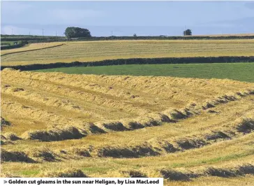  ??  ?? > Golden cut gleams in the sun near Heligan, by Lisa MacLeod