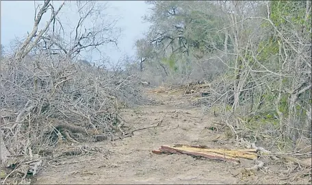  ??  ?? Preservar el Chaco pasa por detener hoy la deforestac­ión. Crear corredores biológicos es una alternativ­a de protección.