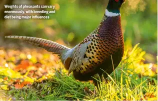  ?? ?? Weights of pheasants can vary enormously, with breeding and diet being major influences
ON YOUR SHOOT