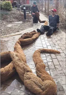  ?? Contribute­d photo ?? Osoyoos plumbers Ben Taytelbaum and TJ Wilchynski with a 12-metre root pulled from a storm sewer that has now gained internatio­nal media attention.