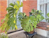  ??  ?? The repotted Monstera with fresh soil and some fertilizer, ready for a new season outdoors.