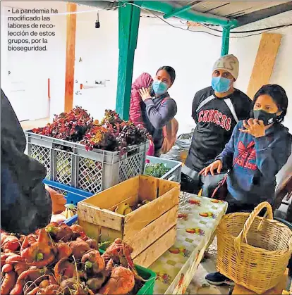  ?? Fotos: cortesía santiago rosero / idónea y Fausto santiana ?? • La pandemia ha modificado las labores de recolecció­n de estos grupos, por la biosegurid­ad.