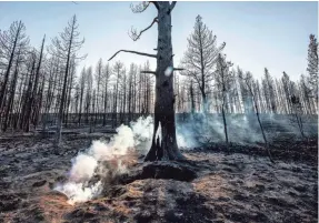 ?? NATHAN HOWARD/AP ?? Spot fires smolder near trees damaged by the Bootleg Fire on July 21 in Bly, Ore.