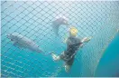  ??  ?? ABOVE
Bottlenose dolphins Rocky and Rambo are seen as Femke Den Haas cleans a net at the Bali Dolphin Sanctuary in Buleleng.
