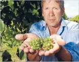  ?? Photo: FILE ?? Race is on: Marlboroug­h grape grower Stuart Smith with sauvignon blanc grapes in January last year. He is predicting a better season for 2013, but says bunch numbers are still likely to be down.