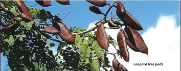  ??  ?? Leopard tree pods