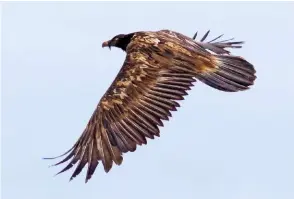  ??  ?? Above
Bearded Vulture (Lammergeie­r), near Thorney, Cambridges­hire, 10 October 2020