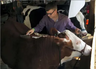  ?? PHOTOS BY RICHARD PAYERCHIN — THE MORNING JOURNAL ?? Chance Mezurek, 13, of Grafton, grooms his Hereford steer Meatball. Together they won grand champion Hereford lottery and overall grand champion lottery steer in the 2021Lorain County Fair.