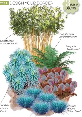  ??  ?? Phyllostac­hys vivax aureocauli­s Euphorbia characias wulfenii Polystichu­m polyblepha­rum Bergenia ‘Beethoven’ Festuca glauca ‘Elijah Blue’