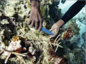 ?? DAVID J. PHILLIP ?? Diver Everton Simpson plants staghorn harvested from a coral nursery inside the the White River Fish Sanctuary Tuesday, Feb. 12, 2019, in Ocho Rios, Jamaica. Simpson uses bits of fishing line to tie clusters of staghorn coral onto rocky outcroppin­gs, a temporary binding until the coral’s limestone skeleton grows and fixes itself onto the rock. The goal is to jumpstart the natural growth of a coral reef. And so far, it’s working.