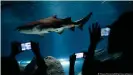  ?? ?? Los anticuerpo­s de los tiburones son diminutos y tienen una forma distintiva que les permite agruparse estrechame­nte y bloquear los coronaviru­s para que no se adhieran a las células humanas.