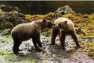  ?? Donna Pomeroy/iNaturalis­t ?? Sitka brown bears, a cross between the polar bear and the grizzly. Photograph: