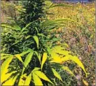  ?? Doug Fine ?? WILDFLOWER­S grow with hemp at the Funky Butte Ranch in New Mexico.