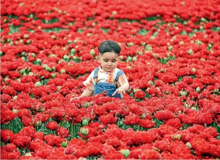  ?? PHOTO: RACHAEL KELLY/FAIRFAX NZ ?? Eighteen-month old Ayven John, of Invercargi­ll, plays in the tulips at Triflor’s open day near Edendale, Southland.