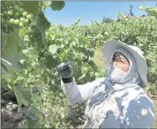  ?? ANDREW SELSKY —THE ASSOCIATED PRESS ?? Alejandra Morales Buscio, of Salem, Ore., reaches up to pull the leaf canopy over pinot noir grapes Thursday.