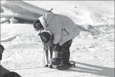  ?? Photo by Peter Loewi ?? CHECK UP— A race veterinari­an checks on a team member of Chad Stoddard’s team in Unalakleet.