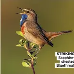  ?? ?? STRIKING Sapphirech­ested Bluethroat