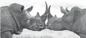  ??  ?? Critically endangered black rhinos will once again roam Zimbabwe’s vast Gonarezhou National Park. Photo: Rhino Recovery Fund