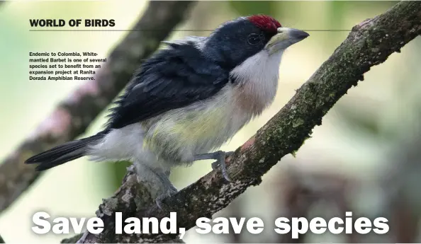  ?? ?? Endemic to Colombia, Whitemantl­ed Barbet is one of several species set to benefit from an expansion project at Ranita Dorada Amphibian Reserve.