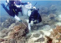  ??  ?? Two of the volunteers removing the crown-of-thorns seastars from the reefs at the south side of Pulau Mabul.