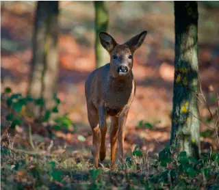  ?? ?? Deer management isn’t just a case of shooting anything that moves — it requires careful planning