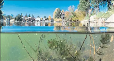  ?? LEAGUE TO SAVE LAKE TAHOE/KEEP TAHOE BLUE, VIA AP ?? Invasive aquatic plants are seen in the Tahoe Keys in Lake Tahoe. Officials are weighing whether to use aquatic herbicides for the first time to contain their growth and prevent them from clouding the waters.