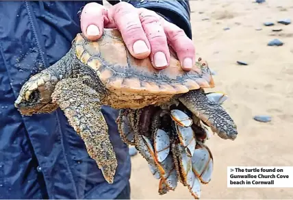  ?? ?? > The turtle found on Gunwalloe Church Cove beach in Cornwall