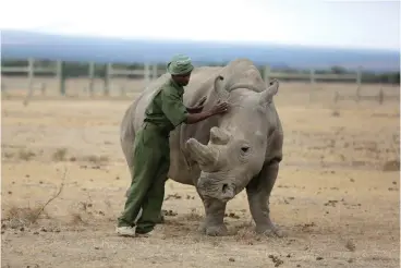  ?? Associated Press ?? ■ Keeper Zachariah Mutai attends to Fatu, one of only two female northern white rhinos left in the world, March 2 in the pen where she is kept for observatio­n at the Ol Pejeta Conservanc­y in Laikipia county in Kenya.