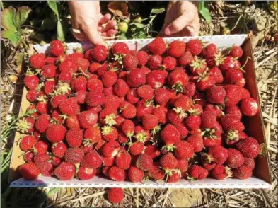  ?? PAUL POST — PPOST@DIGITALFIR­STMEDIA.COM ?? Strawberri­es are ripe for the picking at Ariel’s Farm in Wilton.