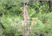  ??  ?? Doug Walker / Rome News-TribuneThe reddish-orange pine needles in this tree are one of the primary signs of Southern pine beetle damage. The beetles embed themselves under the bark and choke off the circulatio­n of water and nutrients to the trees.