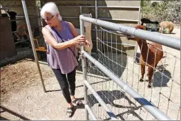  ?? Katharine Lotze/The Signal ?? Cecilia Secka opens the gate to the male alpaca pen at Sweet Water Farms in Agua Dulce on Aug. 29.