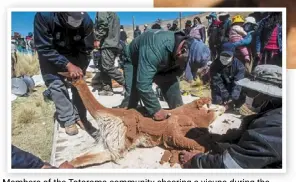  ??  ?? members of the totoroma community shearing a vicuna during the annual vicuna round-up and shearing festival.