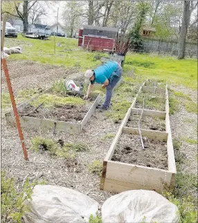  ?? COURTESY PHOTO ?? Melissa Zabecki, a master gardener, plants garlic in raised beds at the Lincoln Community Garden. The garlic was donated by Farmers Coop in Lincoln.