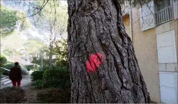  ?? (Photos Dominique Leriche) ?? Dans la résidence Tamarissim­e, une première expertise avait considéré que  arbres devaient être coupés. Finalement, les deux tiers sont épargnés, dont ce gros pin (au nord) près d’un bâtiment. Ils seront élagués.