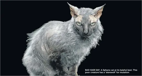  ??  ?? BAD HAIR DAY: A Sphynx cat at its baleful best. This poor creature has a ‘werewolf’ fur mutation