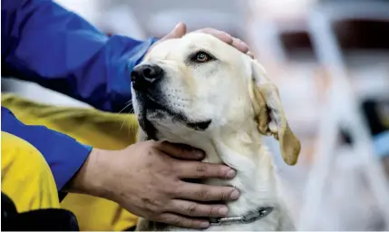  ??  ?? Search and rescue dog trainer Li Chun-sheng pats his dog Tie Hsiung in the earthquake­hit Taiwanese city of Hualien.