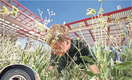  ??  ?? Bridgeston­e’s William Niaura looks through guayule bushes for the rubber-like sap that can be used to make tires. 2014 PHOTO BY THE (PHOENIX) ARIZONA REPUBLIC