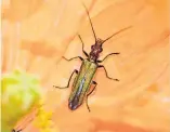  ??  ?? SHAKEN UP
Thick-legged flower beetles, above, and hedgehogs, above right, are also at risk from blowdrying gardens