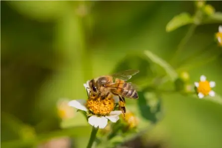  ?? CORTESÍA ?? De acuerdo con los organizado­res del AbejaFest, el papel polinizado­r de abejas y otros insectos permite la producción del 75% de los alimentos en Costa Rica.