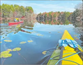  ?? PHOTO BY STEVE FAGIN ?? Tom Fagin paddles on a section of the Pachaug River that widens into Hopeville Pond.