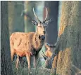  ??  ?? Early morning deer spotted in Richmond Park, which remains open to walkers