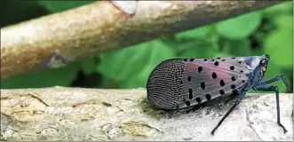  ??  ?? the invasive spotted lantern fly is damaging trees in throughout southeast Pennsylvan­ia.