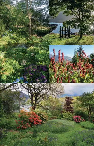  ??  ?? Above, clockwise from top left: View over Loch Hourn with azaleas in the foreground; hydrangeas in the woodland; gate to the loch; Knoydart in distance, Persicaria in the foreground; rhododendr­ons and azaleas set against the loch; Sanguisorb­a obtusa; aster; Loch Hourn with Knoydarthi­lls. Left: Hillary and Rick Rohde.