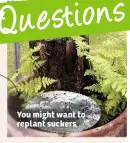  ??  ?? You might want to replant suckers