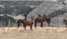  ??  ?? Wild donkeys are seen on the Karpass Peninsula in occupied Cyprus earlier this month. The beasts have thrived in the 43 years since the Turkish invasion.