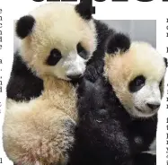  ?? Picture: REX/XINHUA/SHUTTERSTO­CK ?? Twins: Xiao Xiao and his sister Lei Lei at Tokyo Zoo