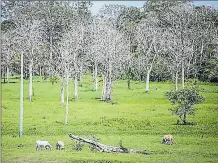  ?? Efe ?? • Fotografía de julio del 2016 en la que muestra ganado junto al río Amazonas, en la zona brasileña.