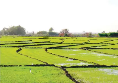  ?? BENJAMÍN MORALES ?? La mala distribuci­ón de las tierras para la construcci­ón representa un serio problema para la agricultur­a.