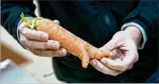  ?? JOSHUAMCKE­RROW/ BALTIMORE SUN ?? ImperfectP­roduce in Severn, Maryland, delivers fruit and vegetables like this carrot thatwere rejected by grocery stores for cosmetic reasons.